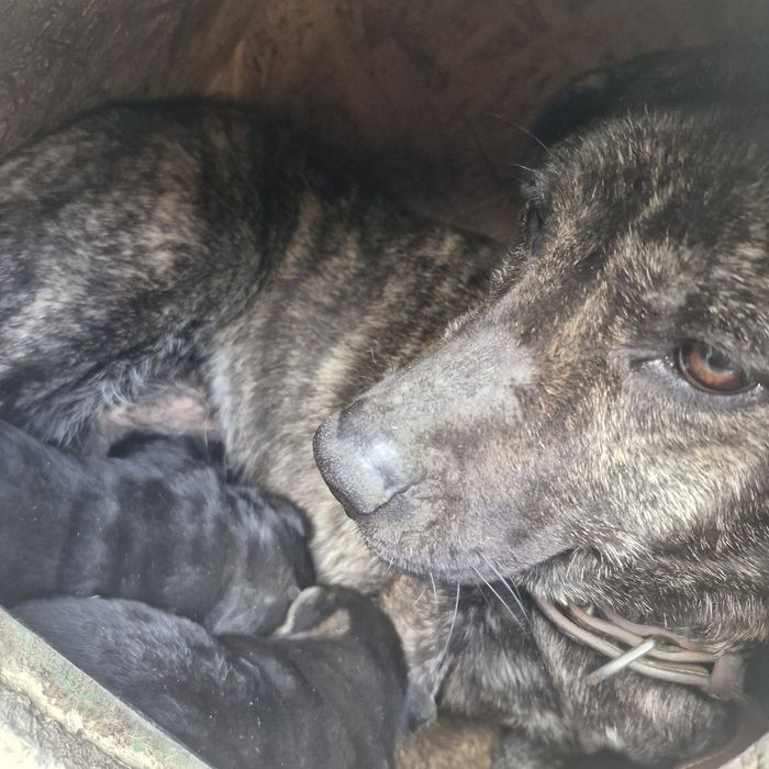 Віддаю в добрі руки.