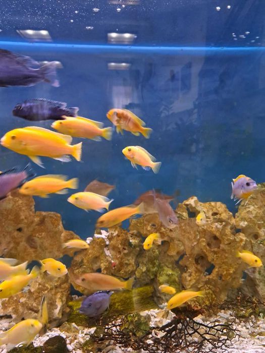 Малавійські цихліди