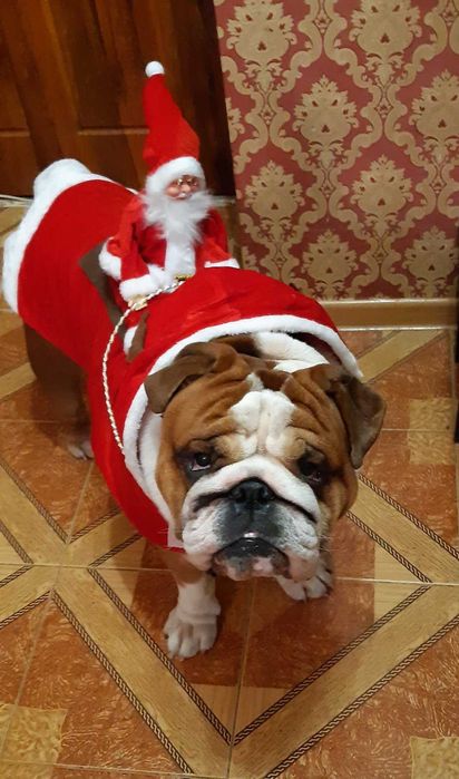 Английский бульдог , вязка