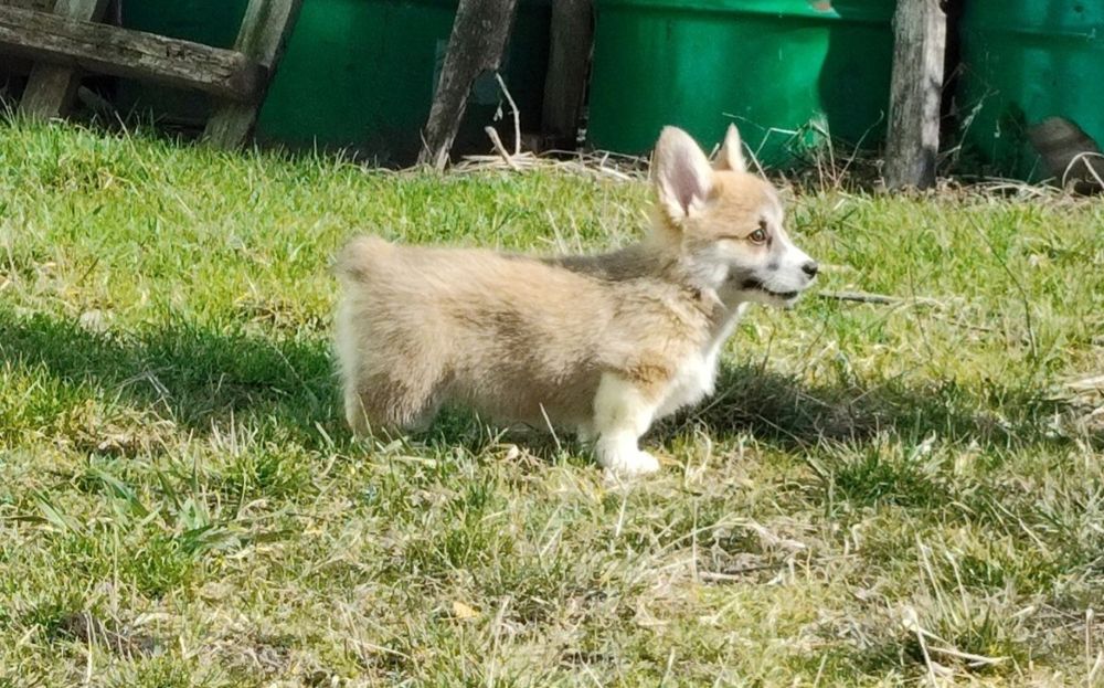 Красунчики коргі