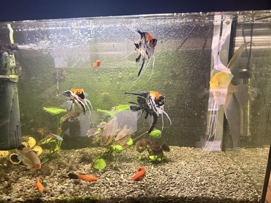 Sprzedam Rybki akwariowe