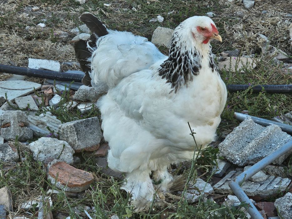 Galinhas patos e gansos
