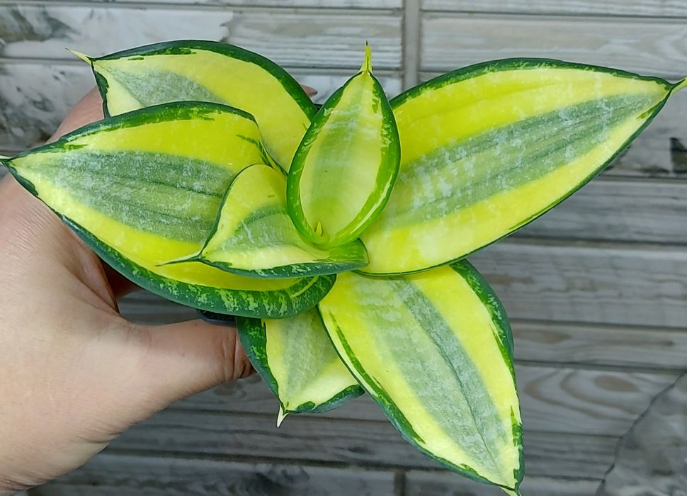 Сансевієрія ханні Люсіль Поланд(Тайська)