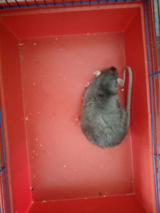 Крысята Кременчуг