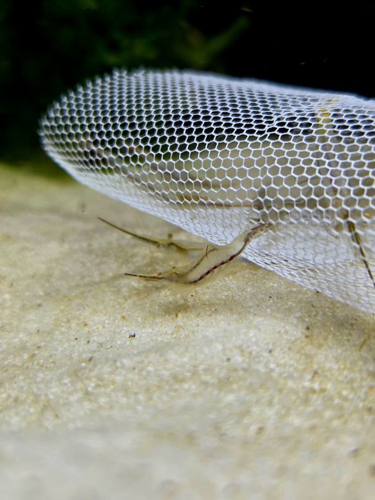 Krewetka caridina gracilirostris pinokio