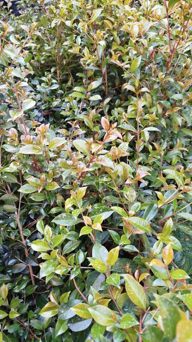 Plantas eugeneas para sebes ou ornamentação