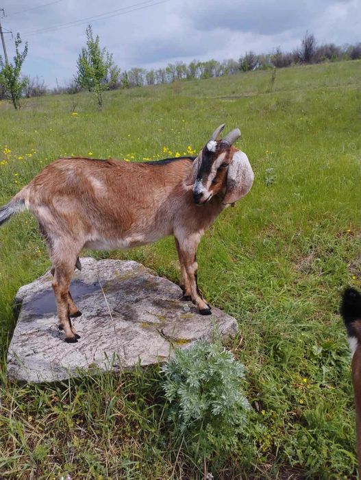 Продам кози козенята козлики