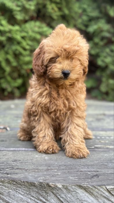 Мальтіпуха дівчуля