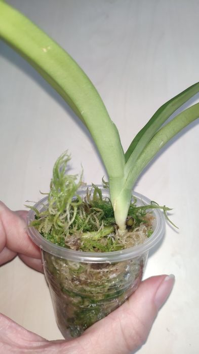 Орхидея Sarcochilus детка