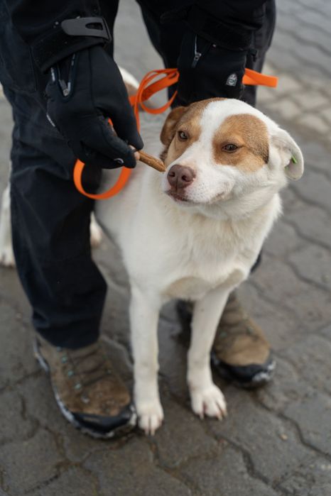 Собачки безкоштовно