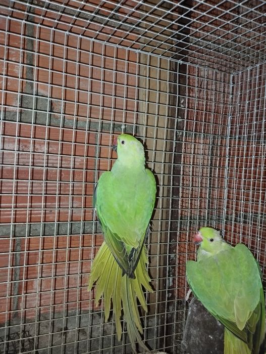 cabeça de ameixa e ring nek