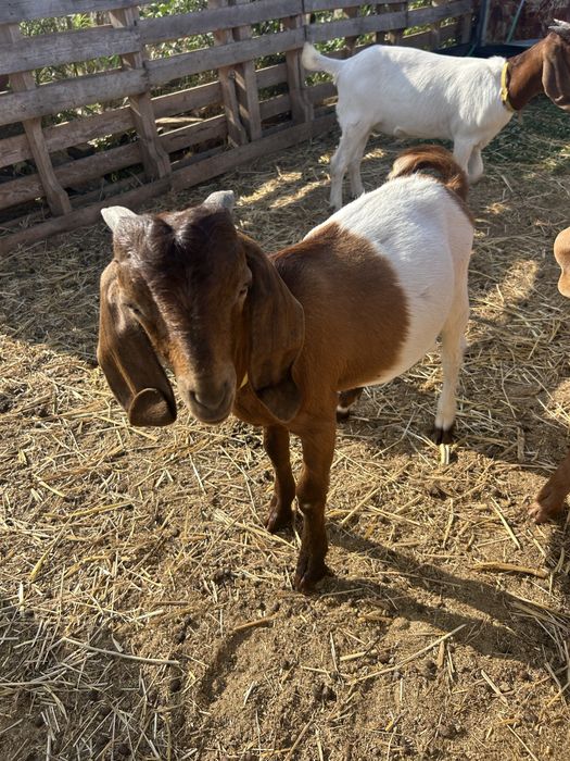Cabrito Boer……..