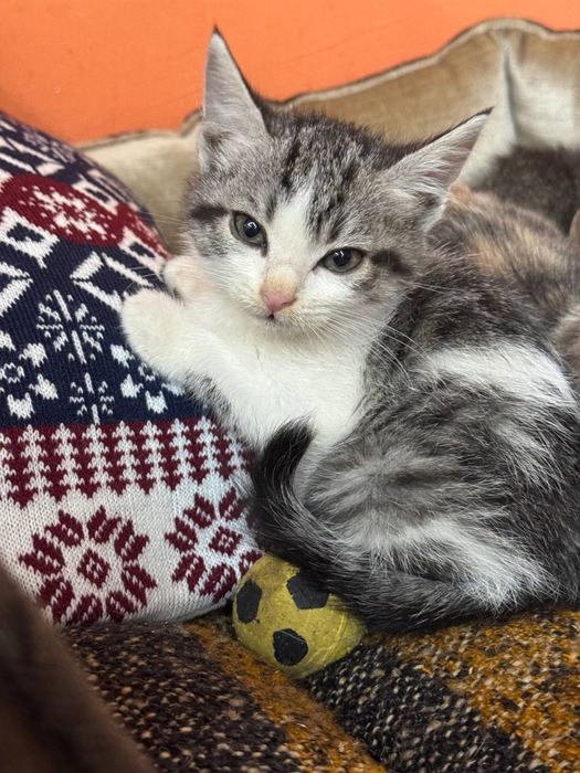 Котенок в поисках дома