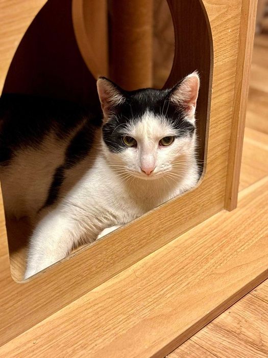 Klopsik, który być może toczy się do czyjegoś serca