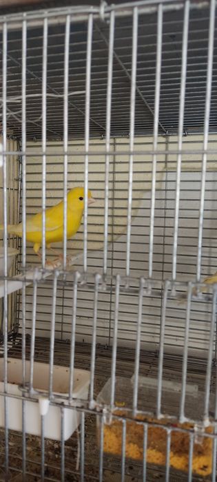 Canarios  para dispensar