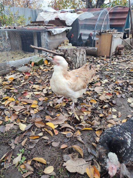 Сибрайты и фавероль