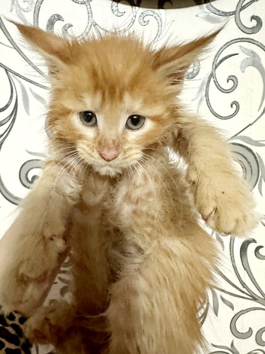 Мейн-кун хлопчик