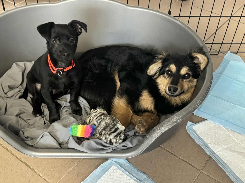 Mięciutki szczeniak Flafi do adopcji