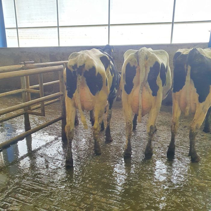 Krowy, pierwiastki ,jałówki ,hf