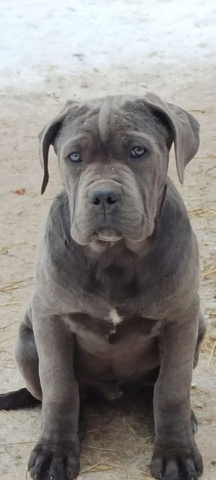 Кане -Корсо Хлопчик