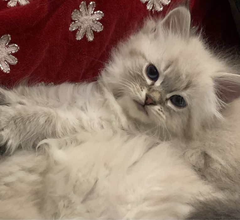 Kocurek Neva Masquarade Kot Syberyjski