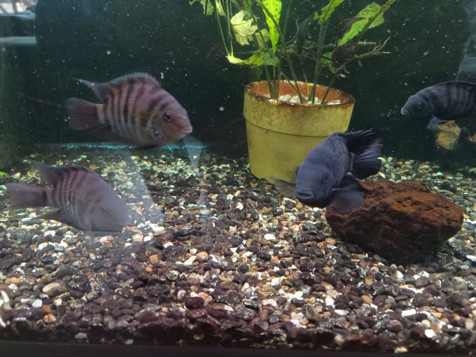 Oddam zeberki 6 sztuk