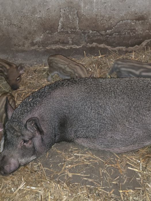 Świnki wietnamki
