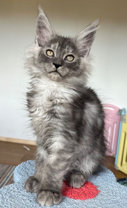 REZERWACJA Magiczny, ekskluzywny kocurek Maine Coon CZARNY DYMNY