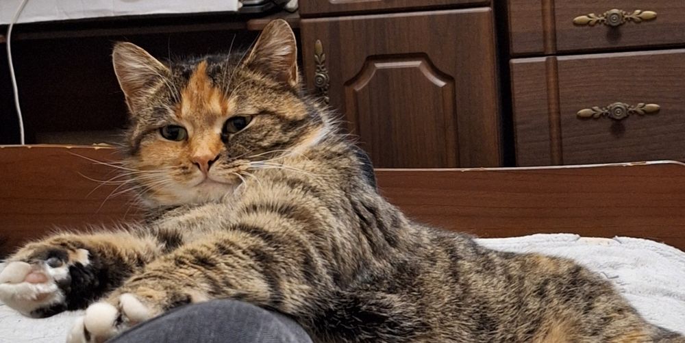 Кішка стерилізована