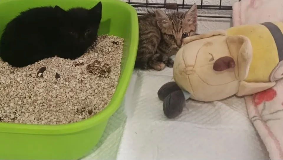 Gatinhos bebés para adoção responsável