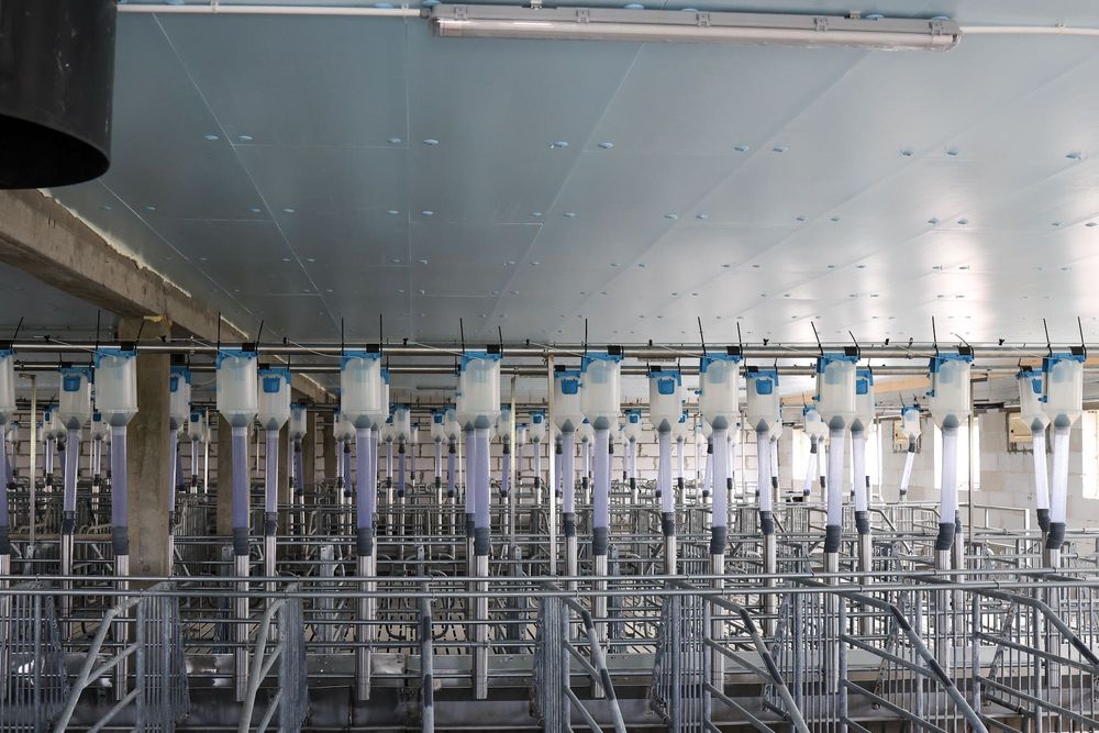 Ocieplenie Izolacja Odchowalni Prosiąt Porodówki Styrodur XPS AGRO