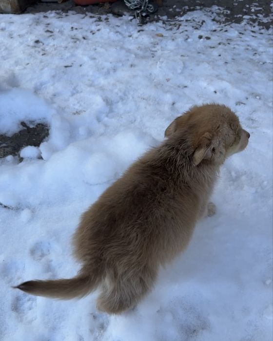 Цуценята шукають дім (від 22.10) - хлопчик
