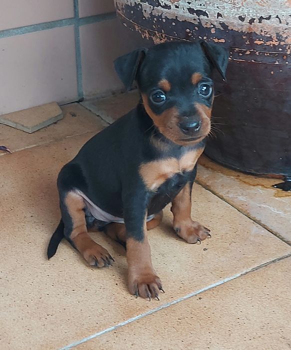 Pinscher miniatura