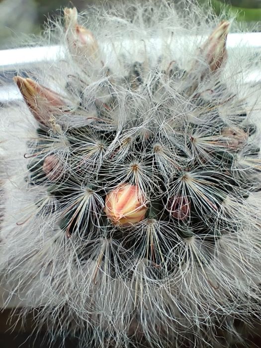 Мамілярія бокасана (mammillaria bocasana), дорослий пухнастий кактус 8 см. з дітками