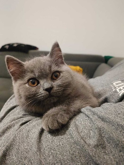 Kotek brytyjski krótkowłosy niebieski