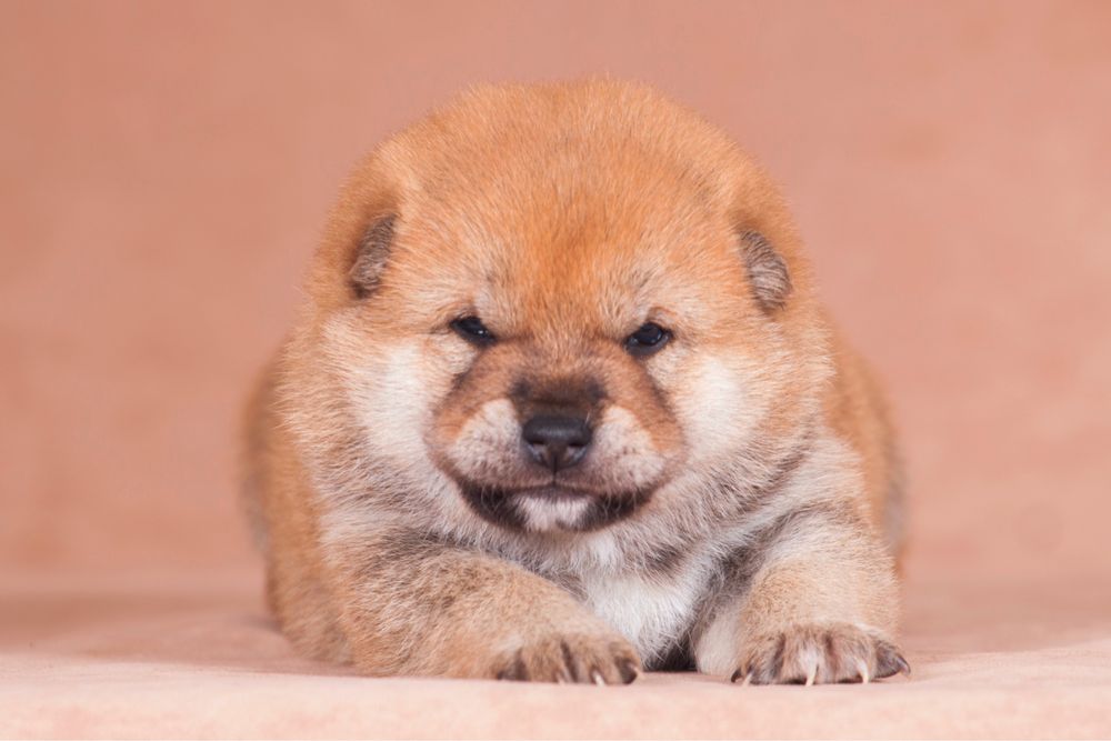 Шиба ину / shiba / шиба іну