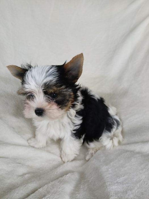 Бівер Йорк цуценята