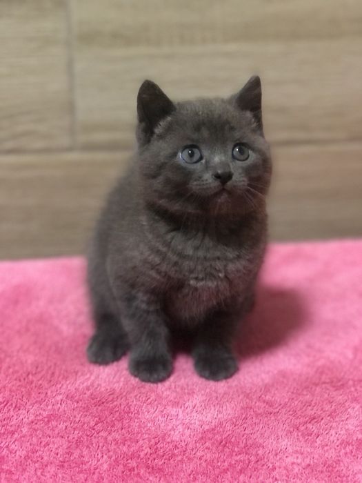 Британський хлопчик!