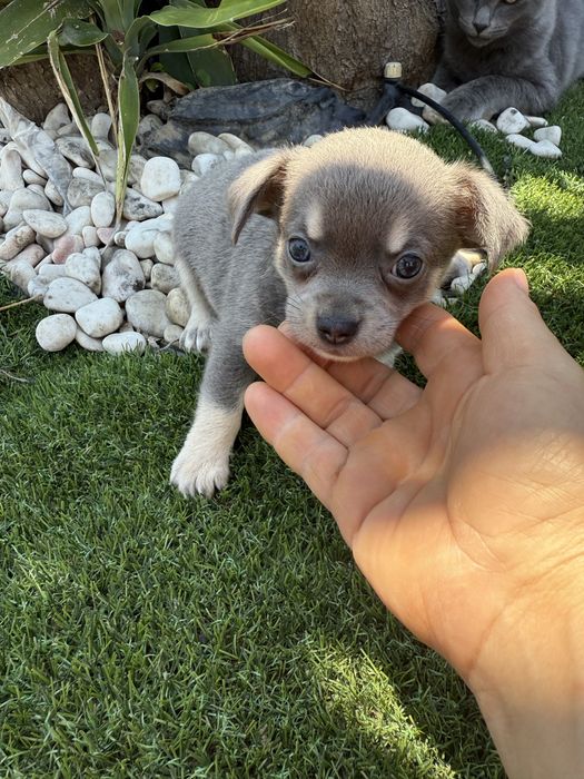 Chihuahua miniatura blus