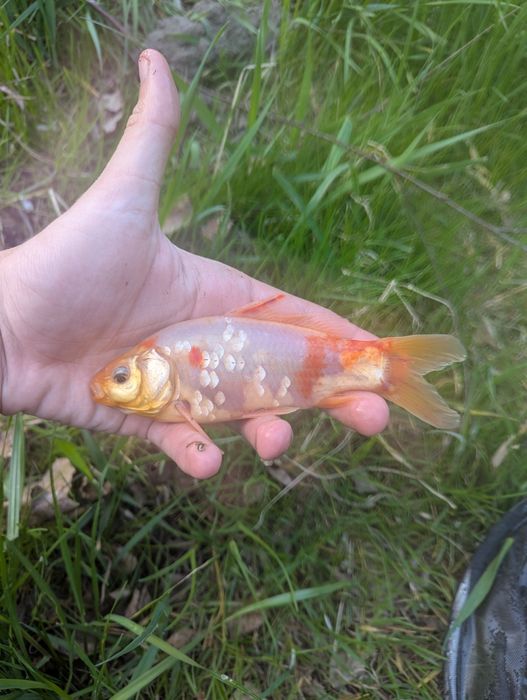 Karasie KOI 15-20cm