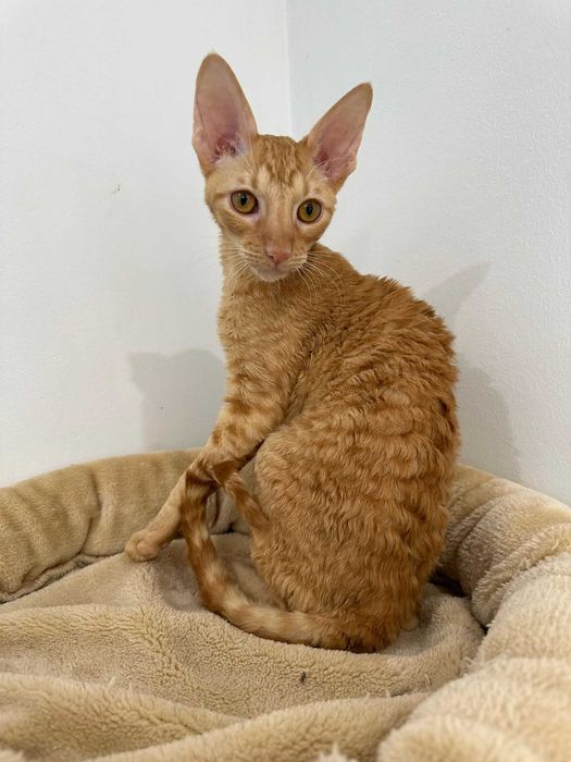 CORNISH REX - Dostępny kocurek o imieniu GANDALF Hodowla: MatiMalwa*PL
