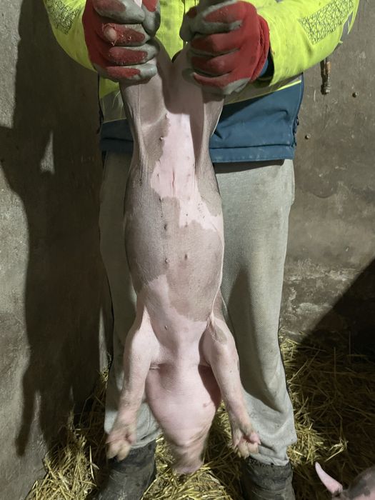 Продам поросята породи Петрен