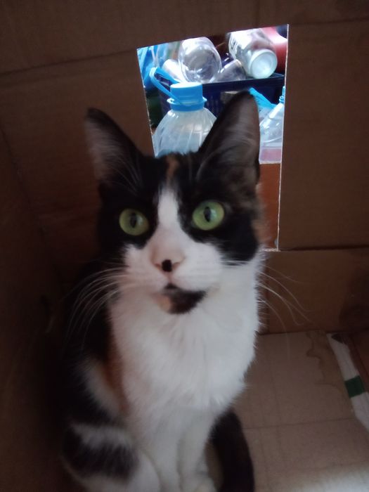 Кошки 3 и 4 года