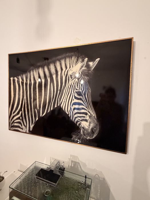 Quadro Zebra.462342082937507841