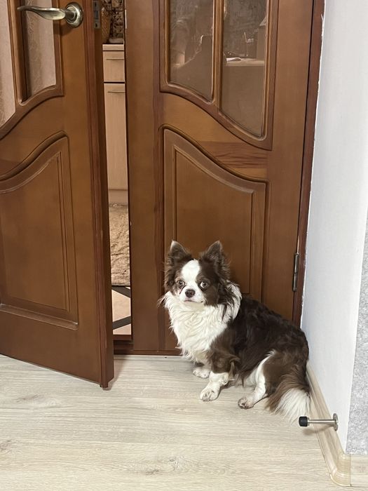 Чихуахуа, мальчик для вязки