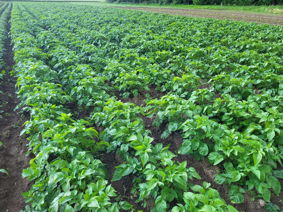 Świeże ziemniaki - 5 kg