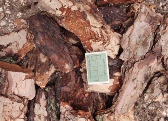 Kora sosnowa luzem kompostowana  borówka torf