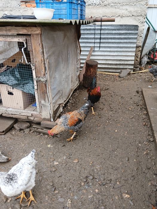 Продам молодого півня