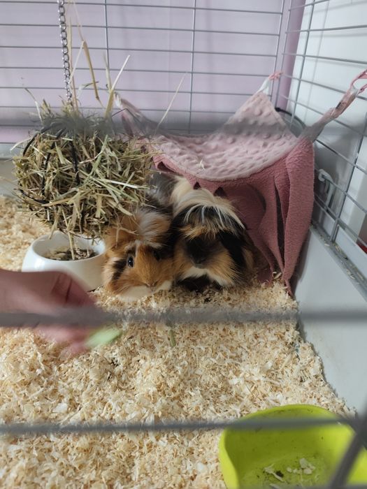 Dwie świnki morskie klatka jedzenie