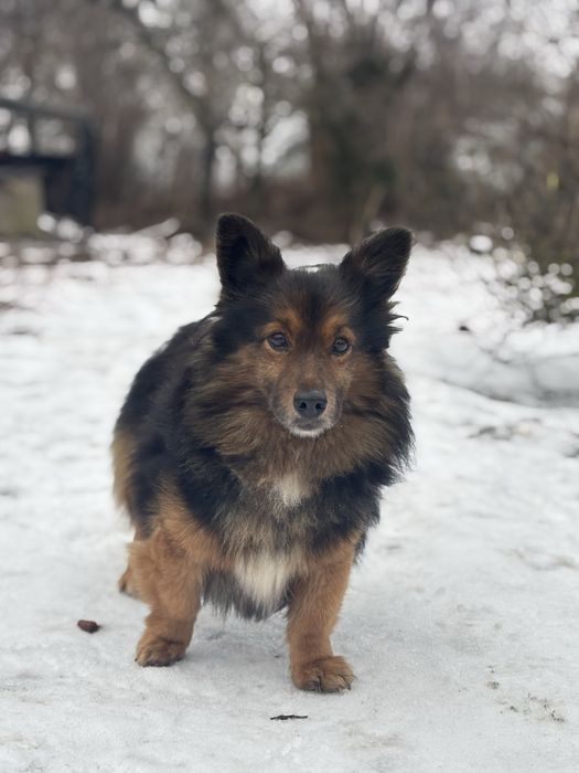 Mini owczarek niemiecki do adopcji.